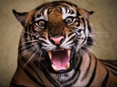 Mulher Salva Marido de Tigre Com Uma Colher de Pau