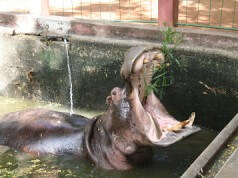 Conheça Marracuene, o Hipopótamo Solitário do Zoológico de Maputo