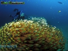 Viagem Por Moçambique: Ilha de Inhaca