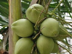 Manhembanas Aprendendo Inglês