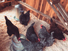 Lady Gaga de cantora, à criadora de galinha