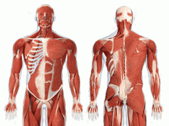 Sabia que há órgãos desnecessários no corpo humano?