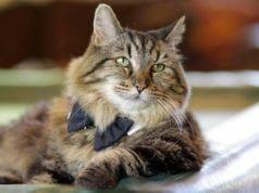 Aos 24 Anos: Este Gato Charmoso é o Mais Velho do Mundo