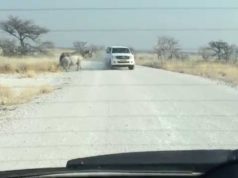 Isso é o que acontece quando um rinoceronte ataca um carro 4×4