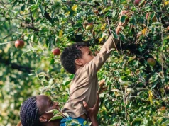 Descubra as melhores árvores de fruto para ter no seu quintal