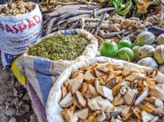 A importância da medicina tradicional na saúde das crianças em Moçambique