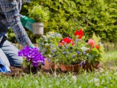 Flores para plantar no jardim de casa
