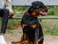 Melhores cães de segurança