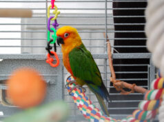 Pássaros ideais para ter em casa