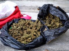 Autoridades apreendem uma tonelada de soruma na Beira