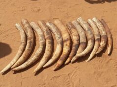 Cidadão capturado em Pemba com 12 pontas de marfim destinado à venda ilegal