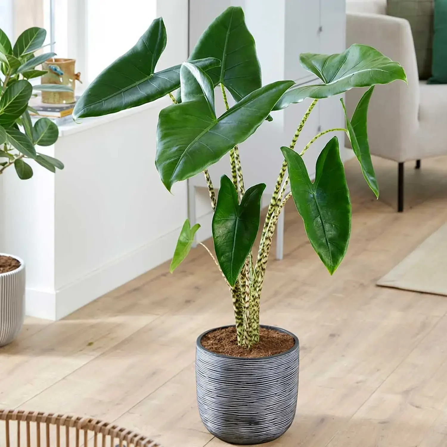 Alocasia Zebrina
