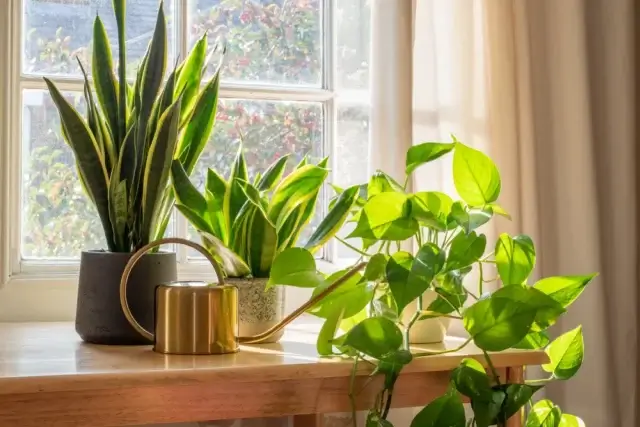Como decorar a casa com plantas