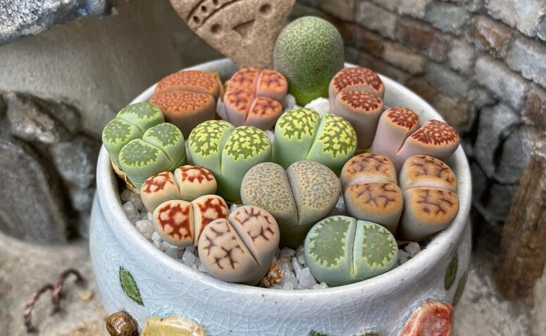 Lithops (Pedras Vivas)