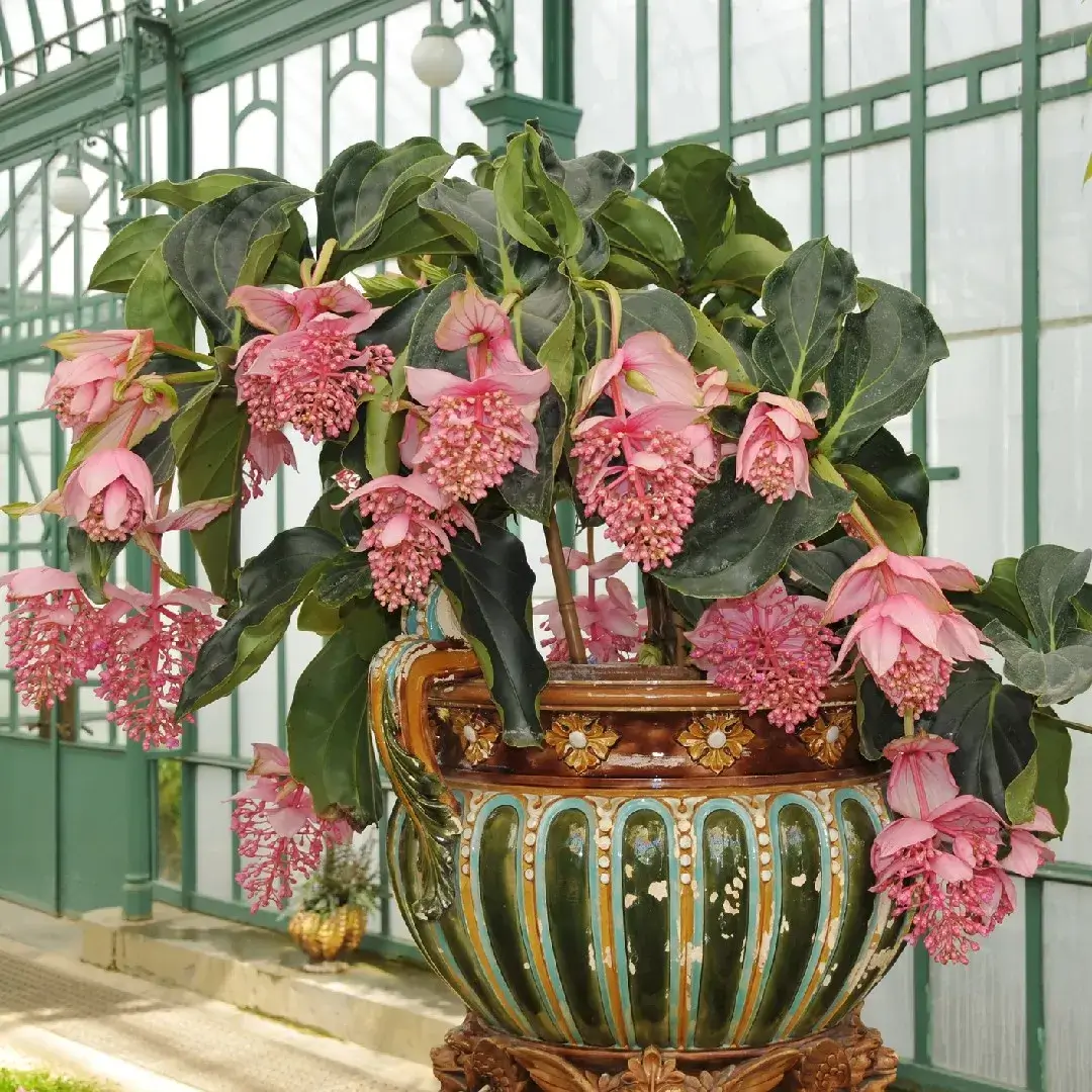 Medinilla Magnifica