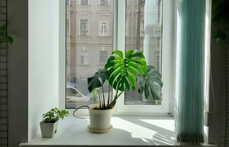 Monstera Adansonii (Costela-de-Adão Pequena)