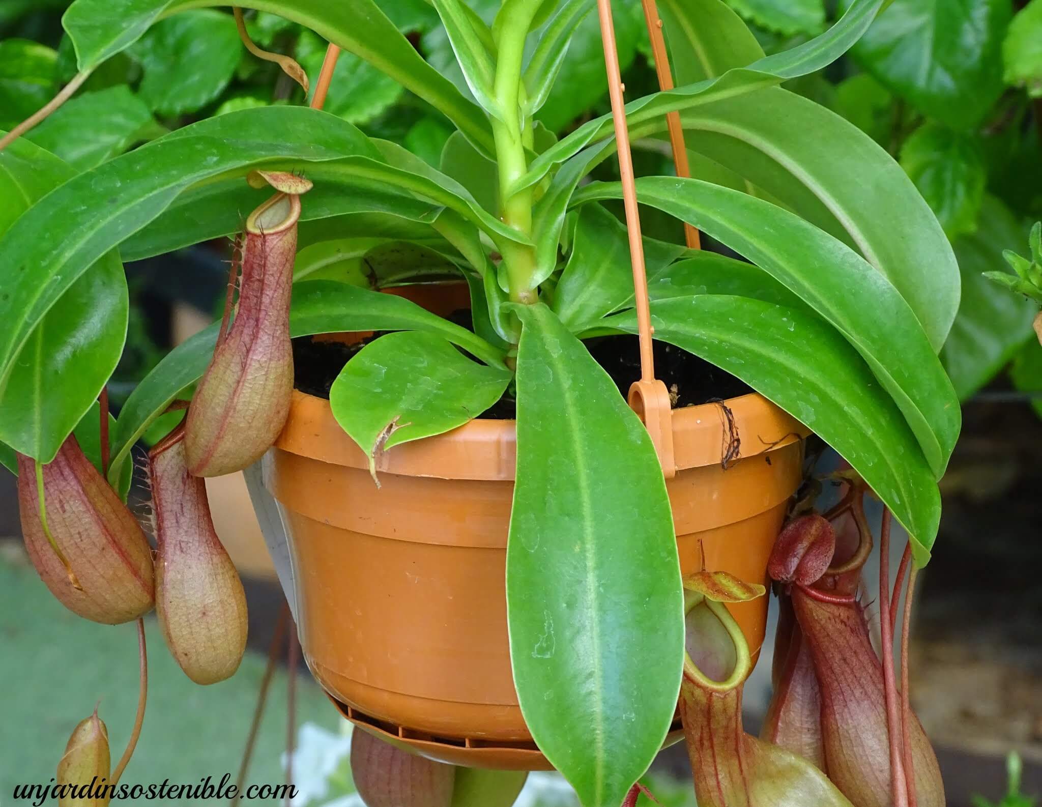 Nepenthes (Planta Jarro)