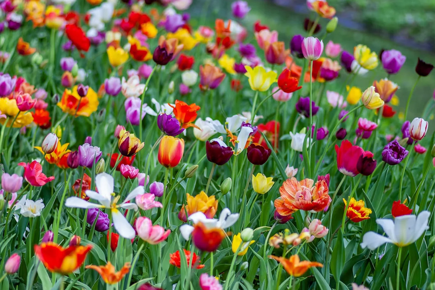 Primavera