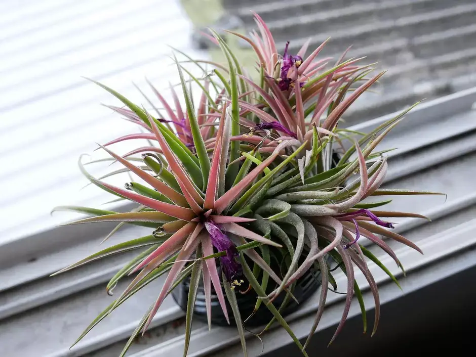 Tillandsia (Planta do Ar)