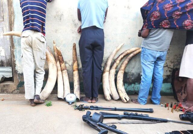 Operação do SERNIC desmantela rede envolvida no tráfico de marfim em Gaza
