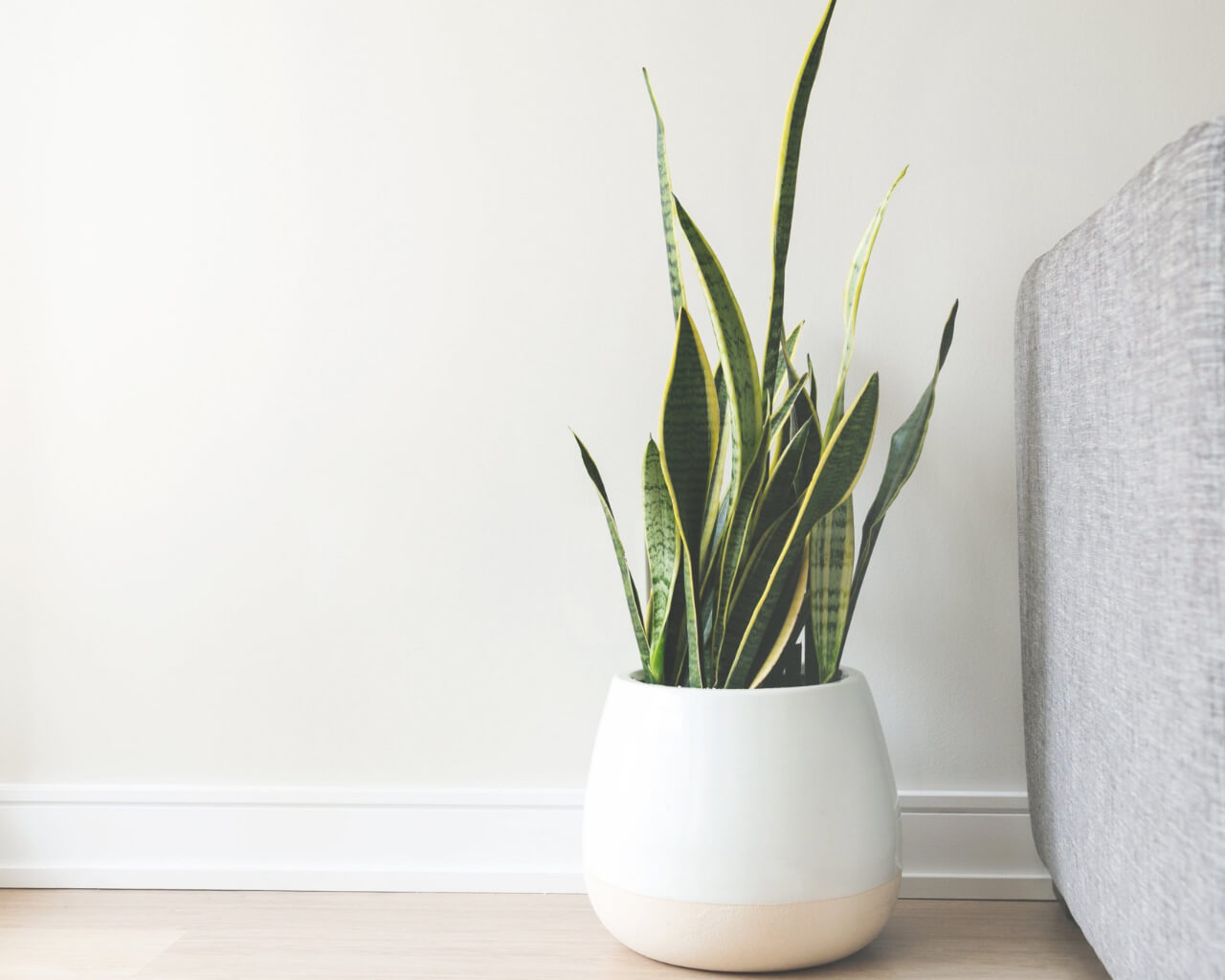 Espada-de-São-Jorge