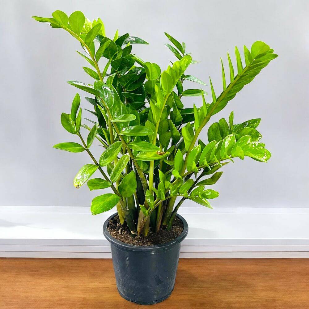 Zamioculca (ZZ Plant)