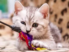 Exercícios simples para gatos que vivem em apartamentos