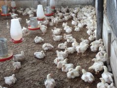 Tete investiga suspeitas de uso de antiretrovirais na criação de frangos