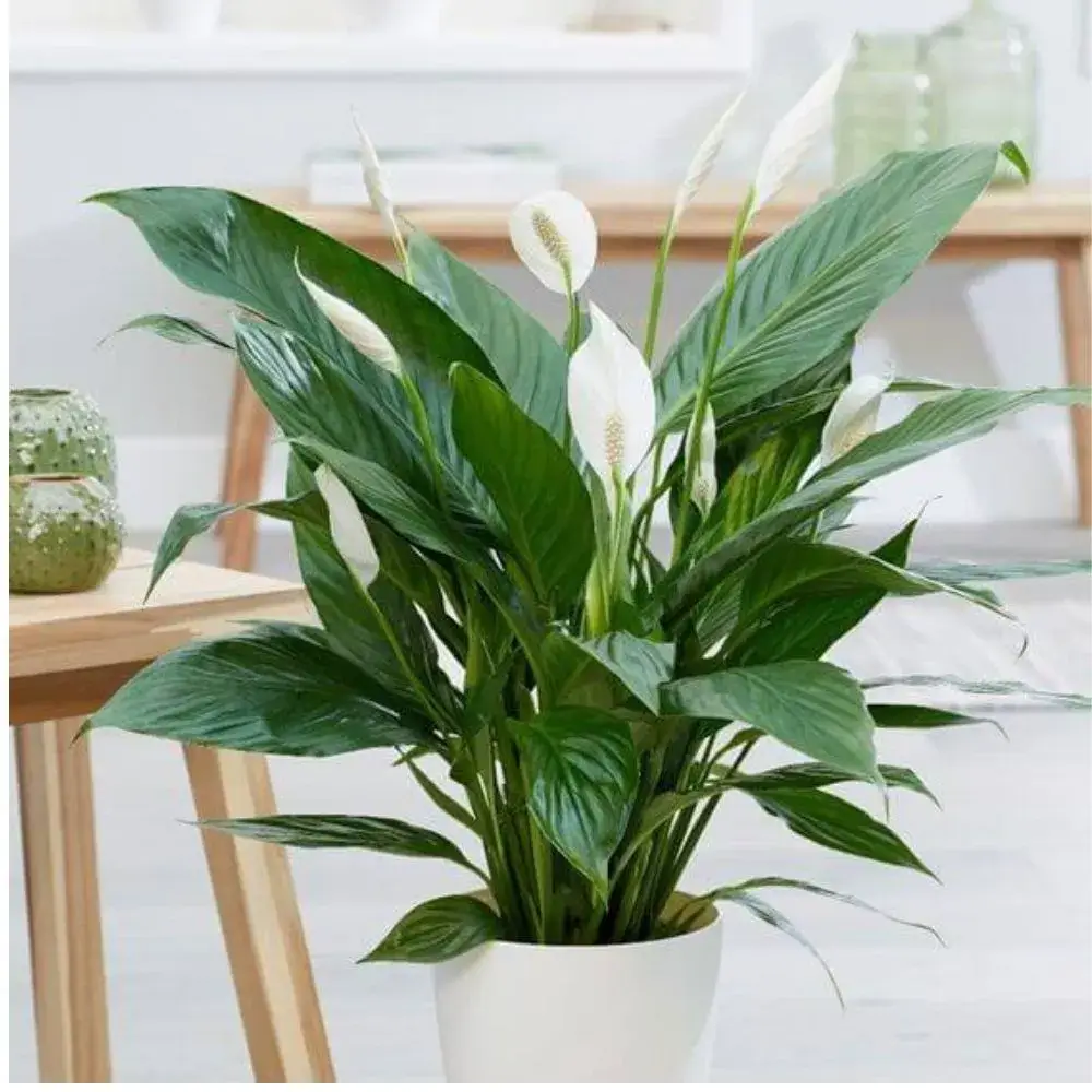 Lírio-da-paz (Spathiphyllum)