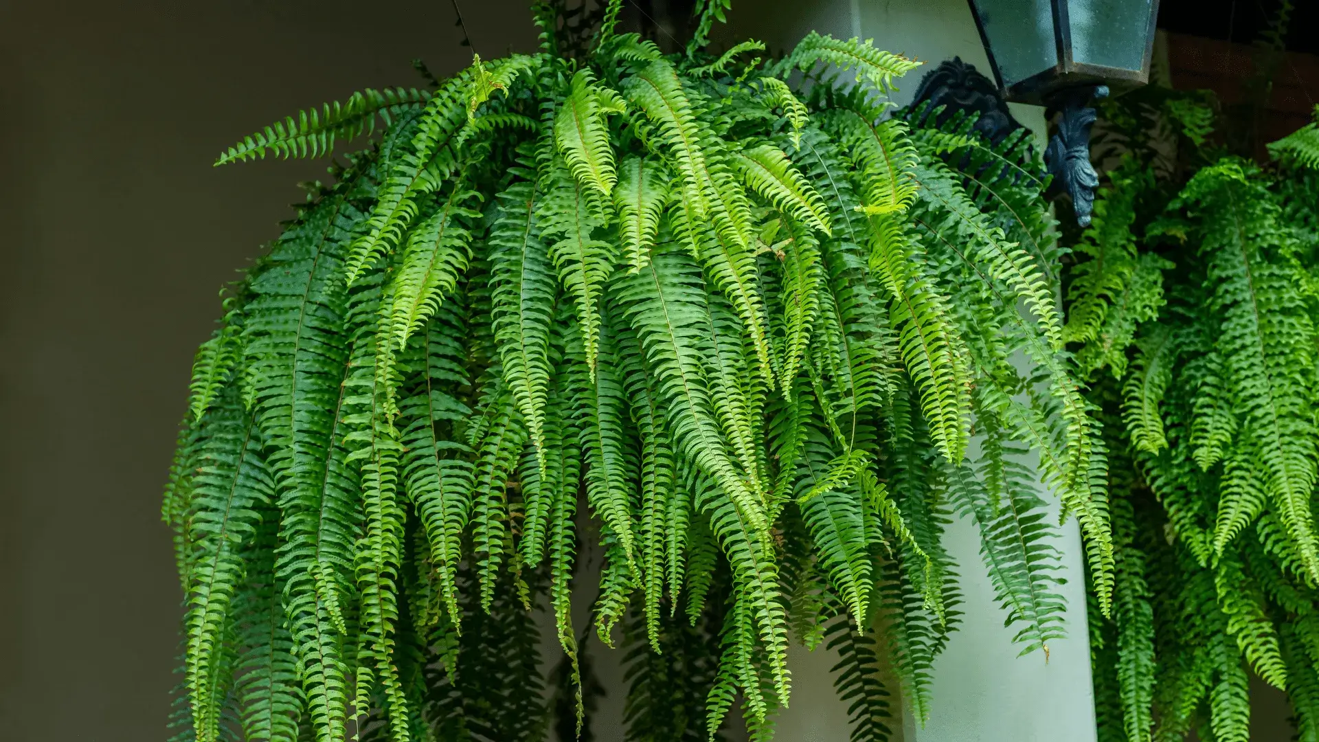 Samambaia (Nephrolepis exaltata)